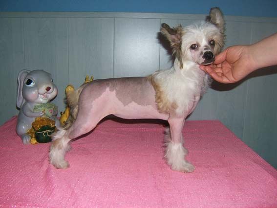 Shanel Glamour Utrenniaya Zvezda