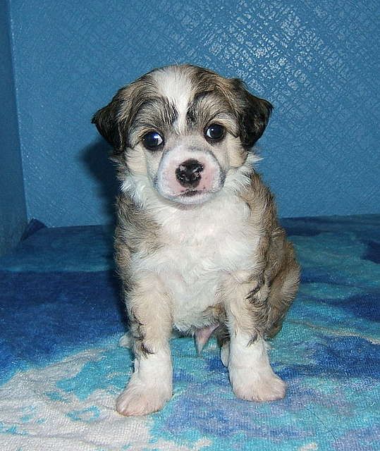 Shanel Glamour Ultramarin