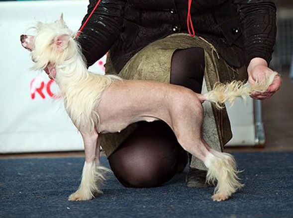 Shanel Glamour Stella D'Oro