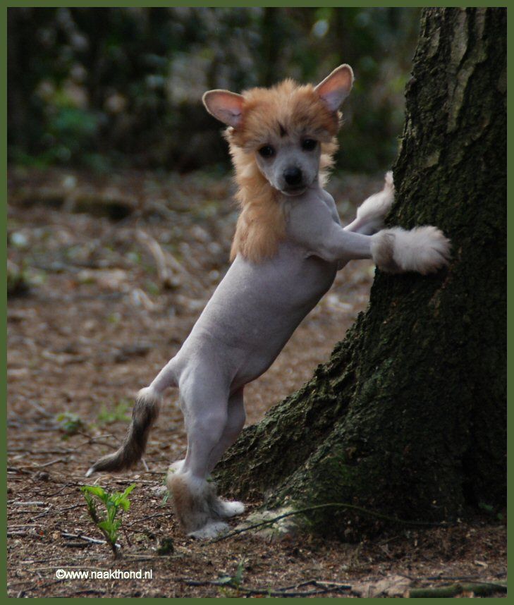 I Have A Dream of Roxy's Pride