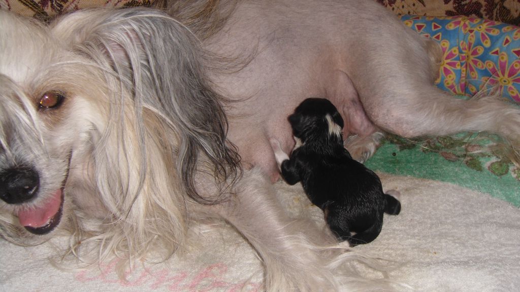 Uidli Ai Wil Not Tern Bak