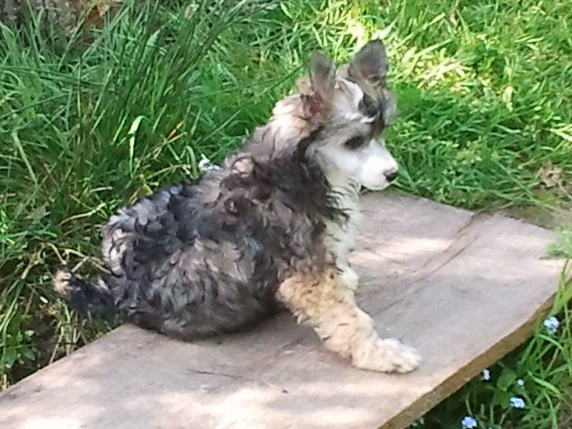 Gemmie Du Jardin De Guanglying