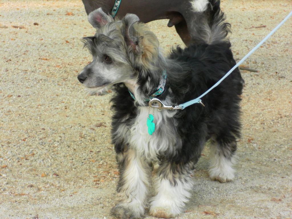 Gayana Du Jardin De Guanglying