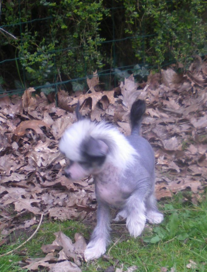 Ginnie Du Jardin De Guanglying