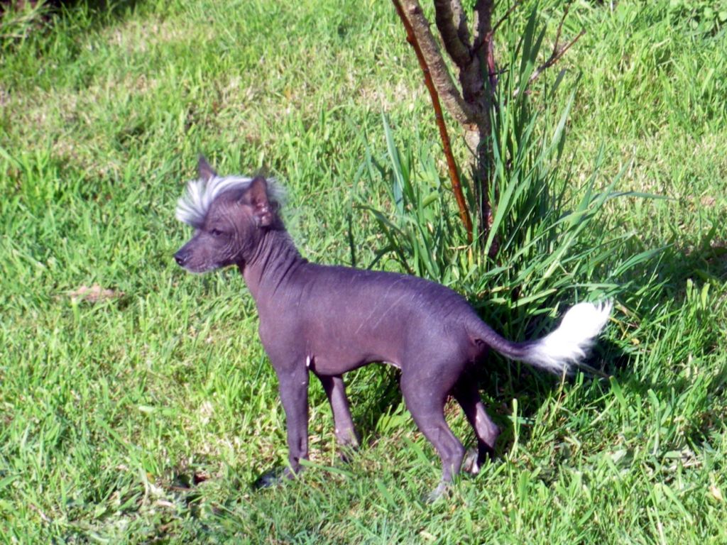 Guerveur  Du Jardin De Guanglying