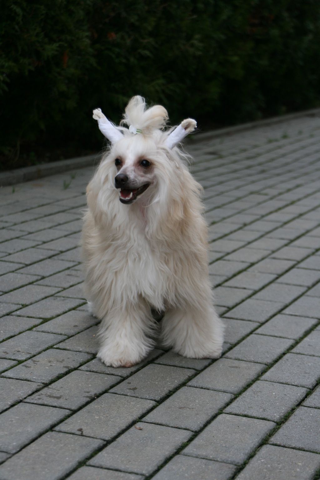Tiara Krakatau vaikas