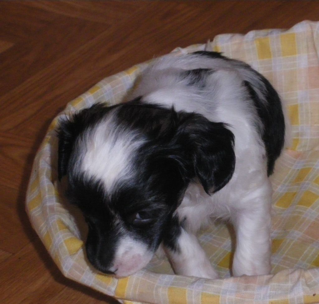 Galadriel  Du Jardin De Guanglying