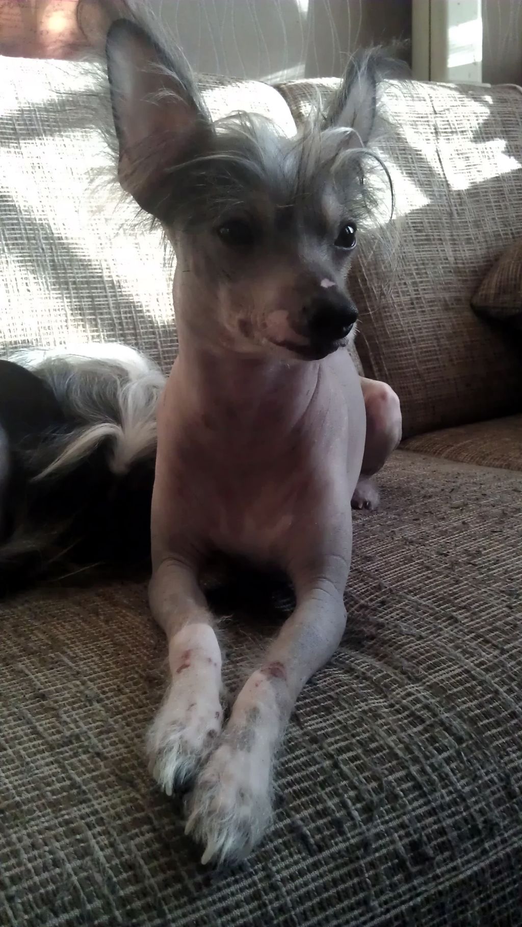 Cat's China Dogs Lord Zaffiro