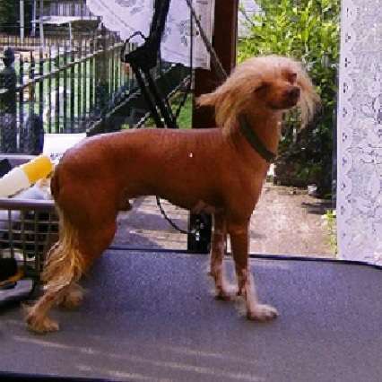 Cat's China Dogs Lord Zodiac