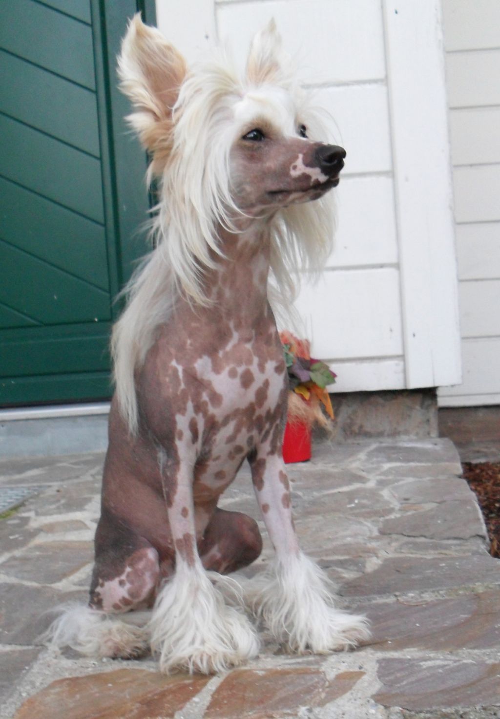 Hippi Fizz von Shinbashi