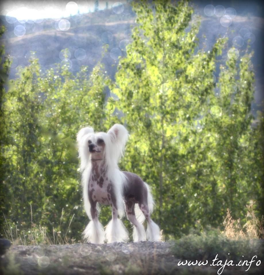 Hèrmes Equipage von Shinbashi