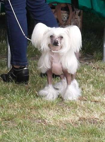 Happiness von Shinbashi