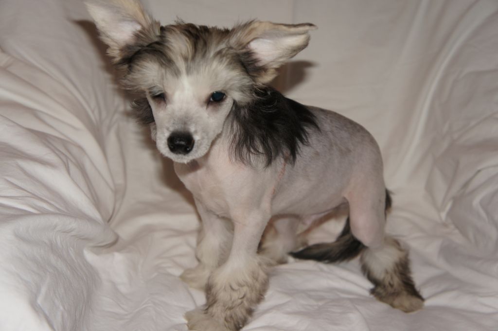 Ying Yang's Braveheart