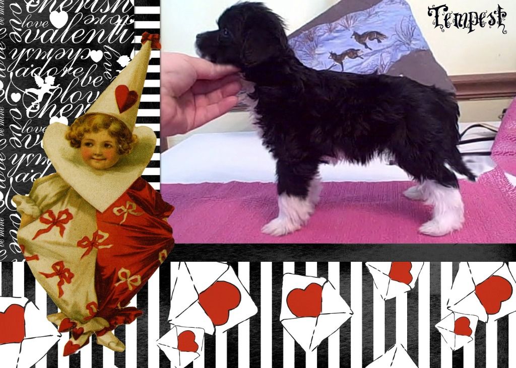 Sakkarra New Years Litter- Tempest