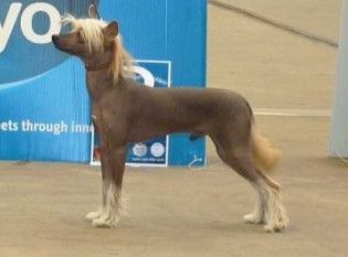 Graine de Star de l'Orée des Rêves