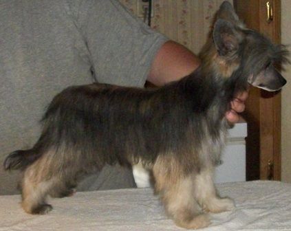 Crest-Vue's Shock Wave