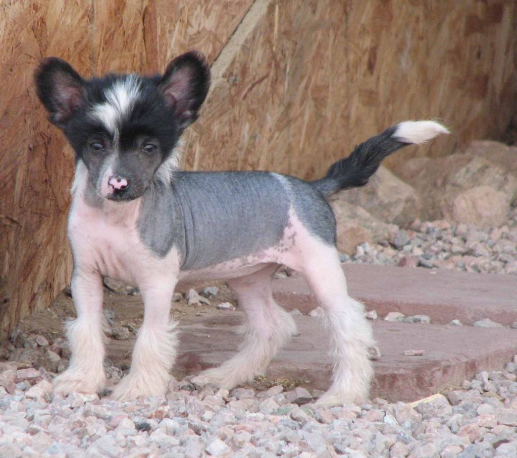 Crest-Vue's Shock Treatment