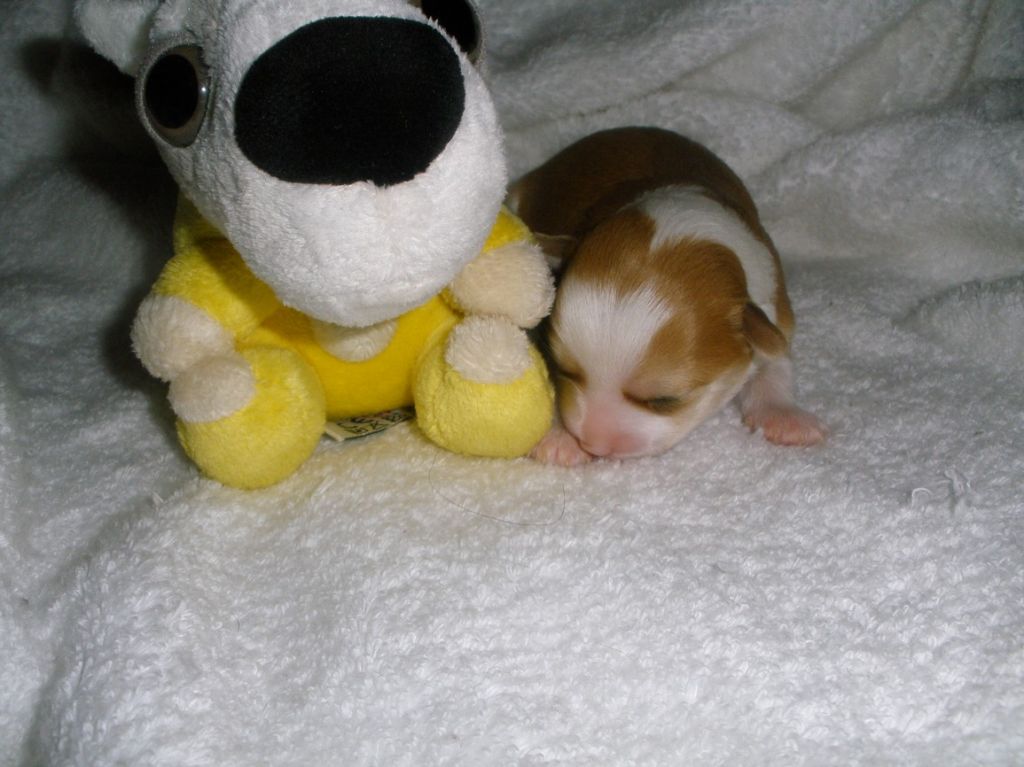 Aime Star od Reky snu