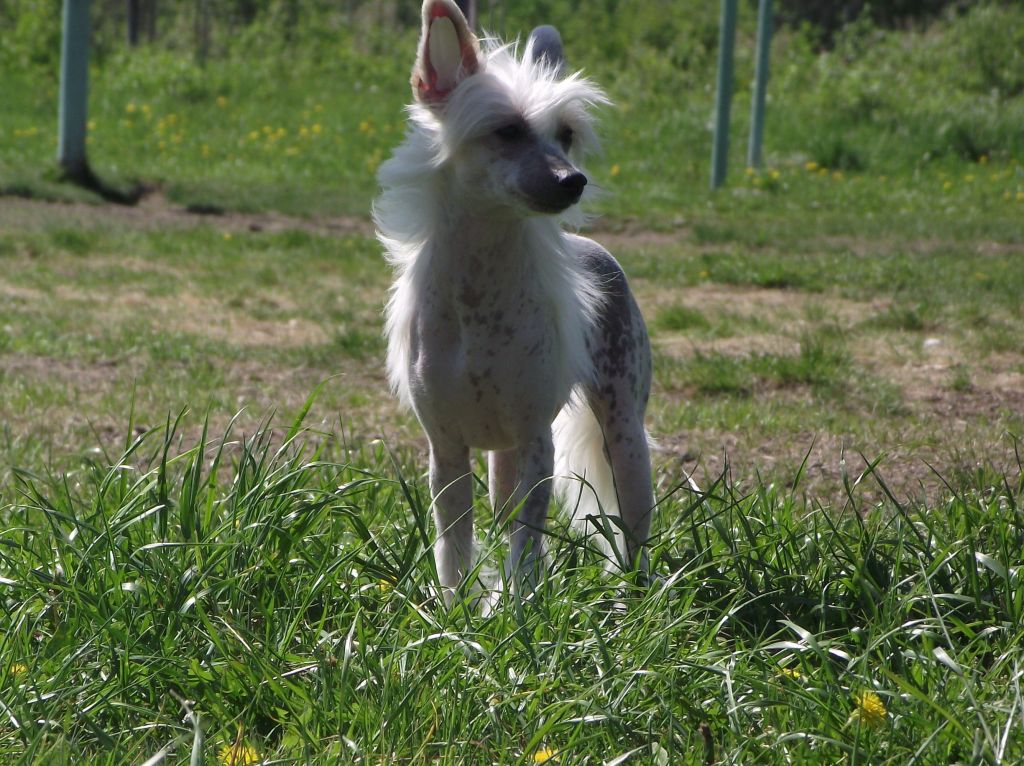 Olegro Katrin Vulfiya