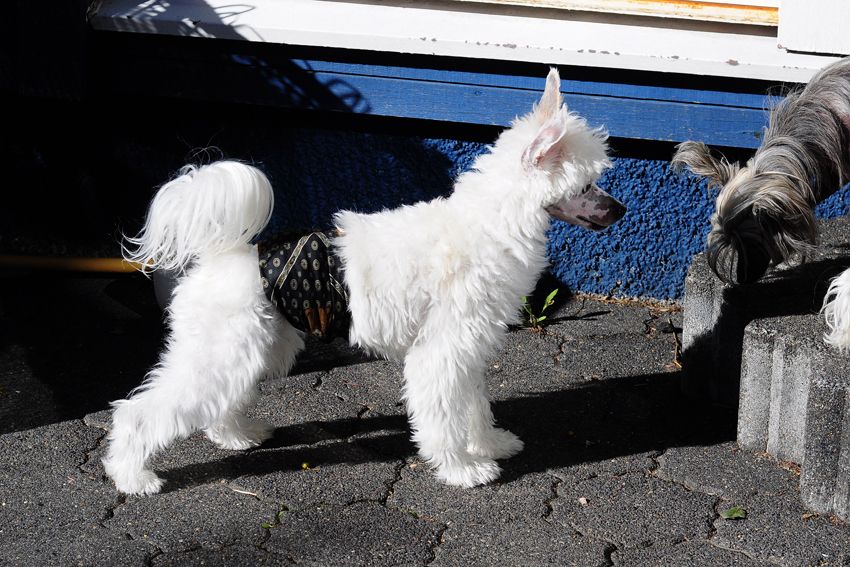 Practical Hero Fabulous Fellow