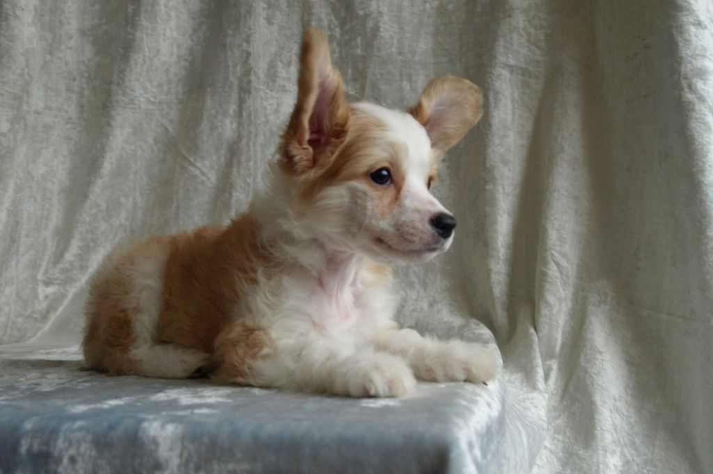 Rouber Balt Rassberri