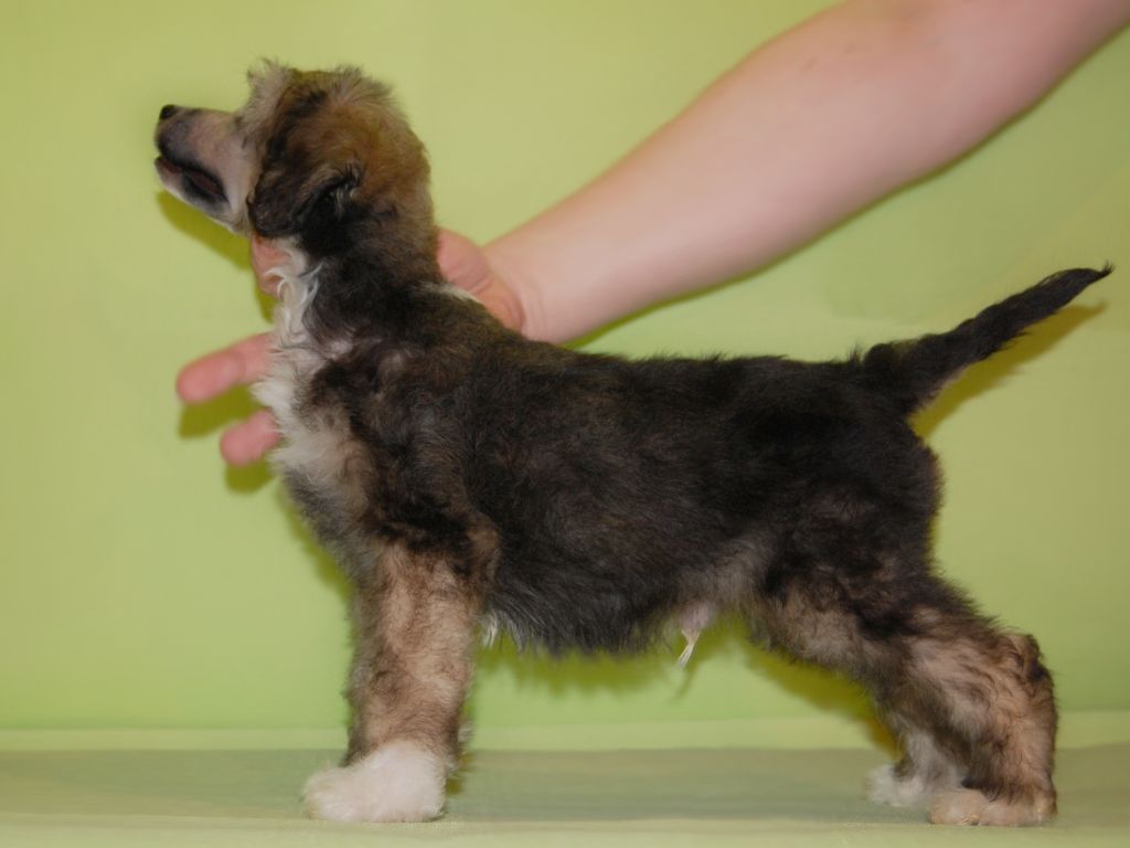 True Magnifisen Emotion Smile