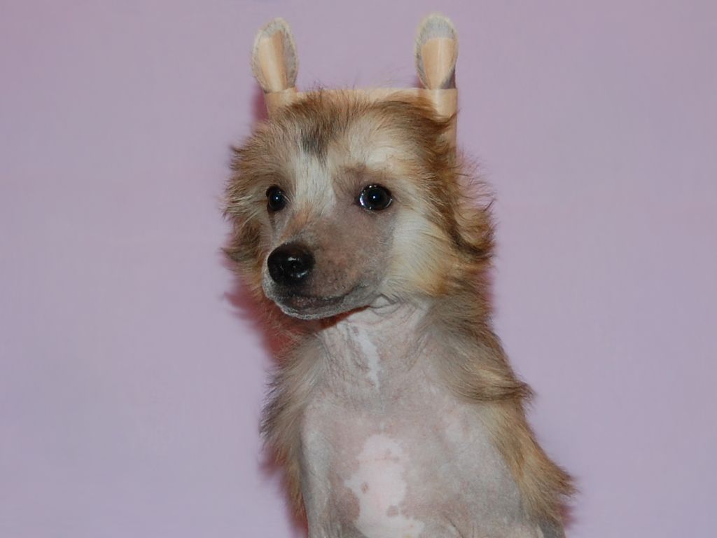 True Magnifisen Idalgo