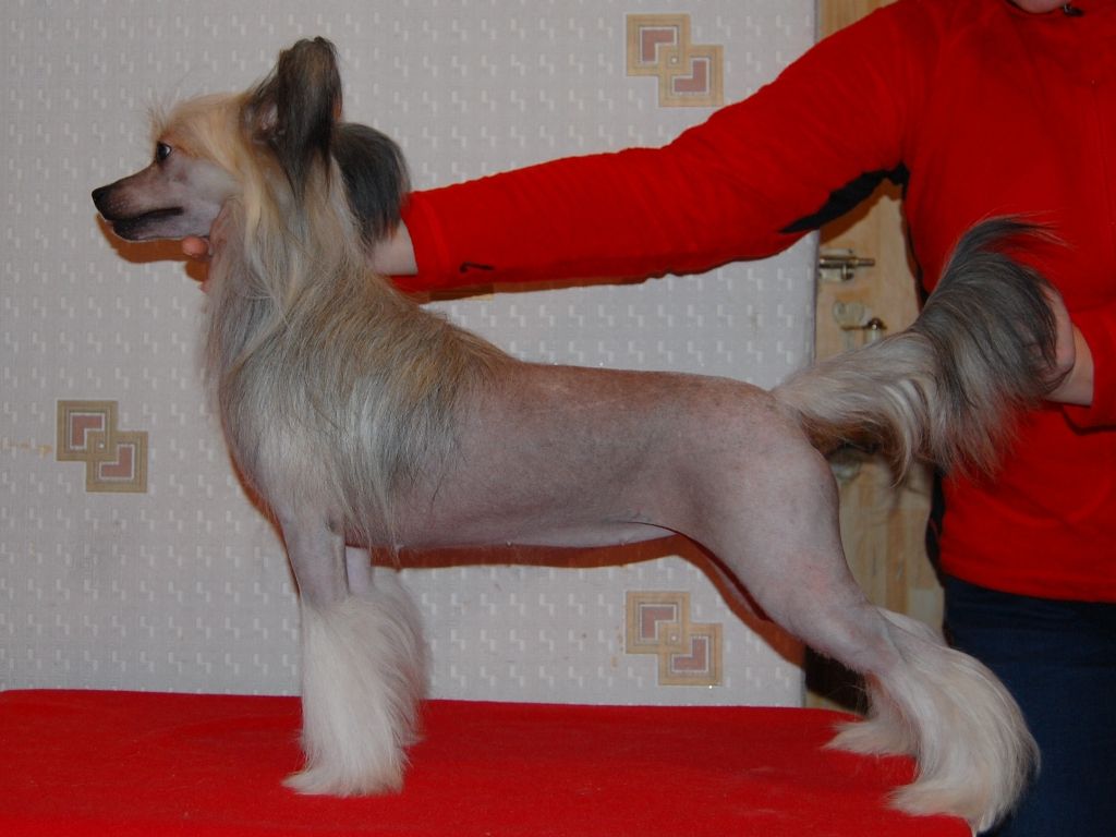 True Magnifisen Ivory