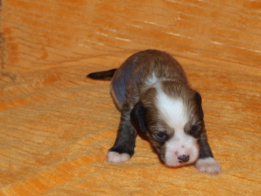 Alberto Clary Aldrigen