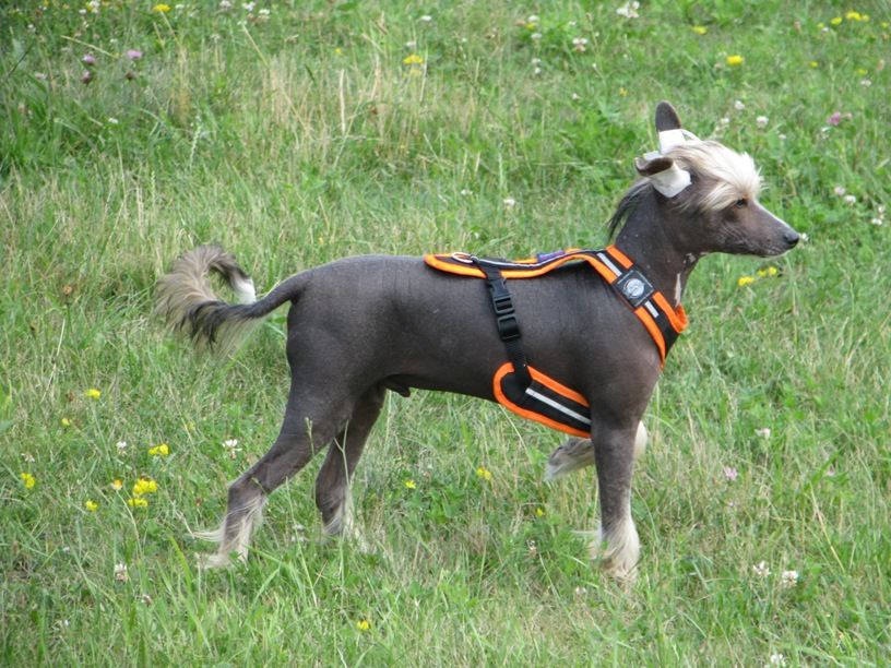 Angello Clary Aldrigen