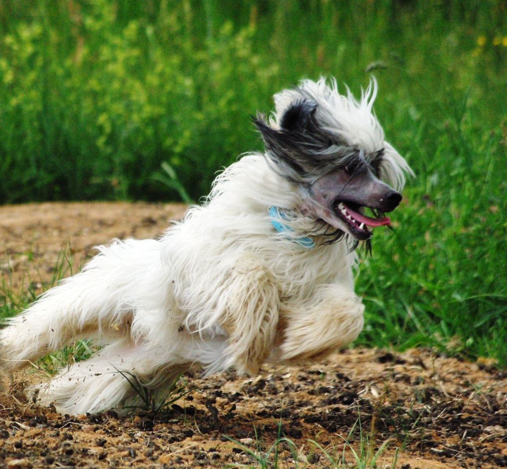 Amigo of Little twinkling Stars