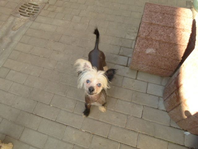 Mstical Blue Planet Caruso