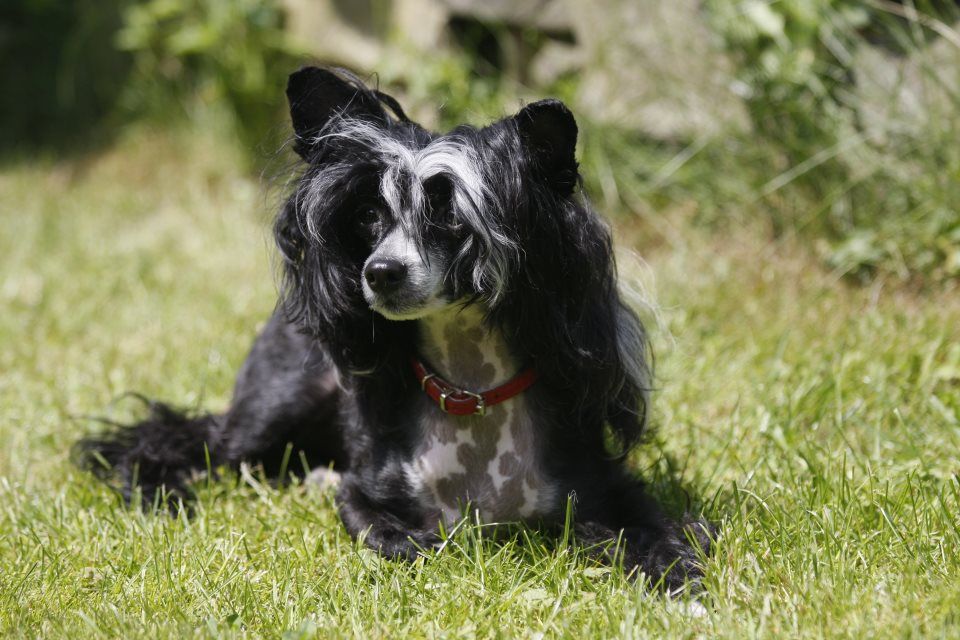 Boogie Woogie Avokaduh Lane