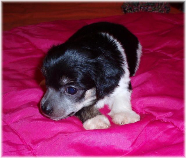 Chiquita od Teareibi