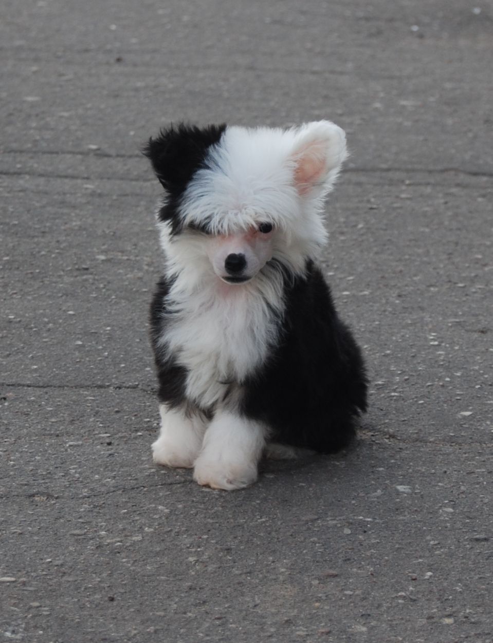 Hammer Exotic Dinaburg