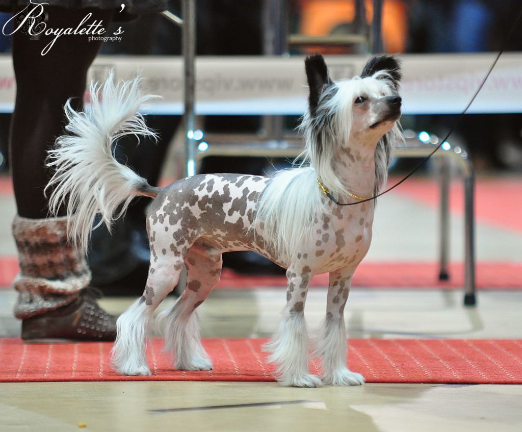 Valanyan Sanitas Bona