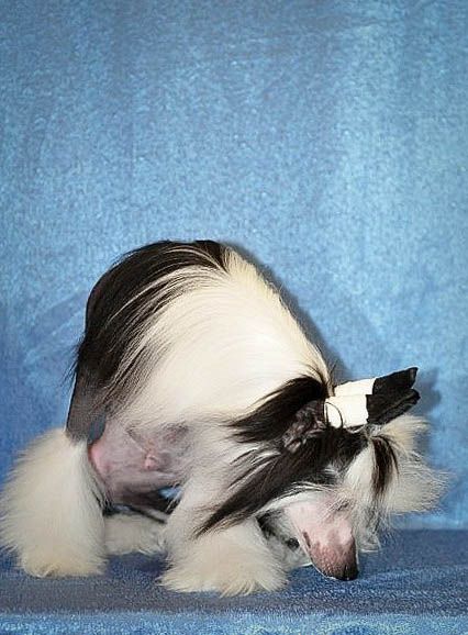 Silver Tauer Olympic