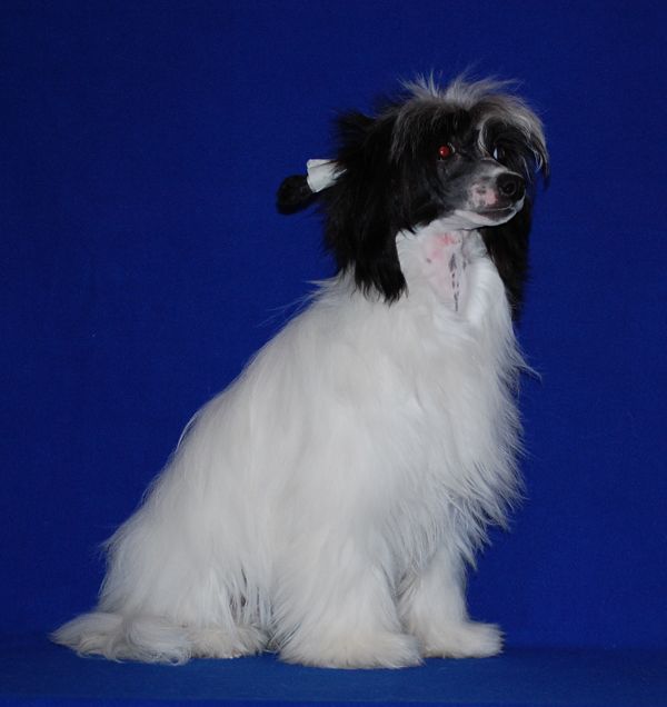 Ya- Fantasy Flight(Fantasy Flight)