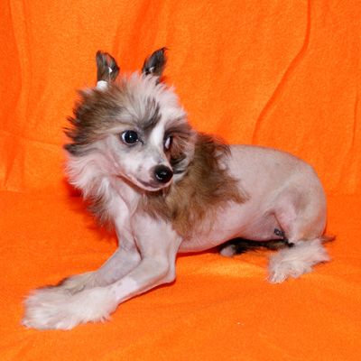 Alvine Band Eva Polna