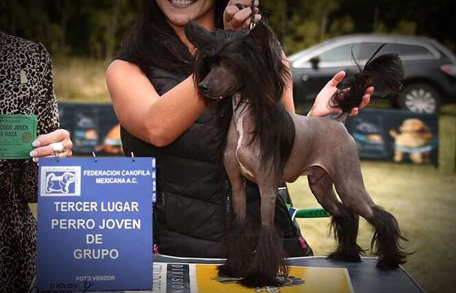 MyAngel-Cristall's Chilz N Thrilz 4 SnT