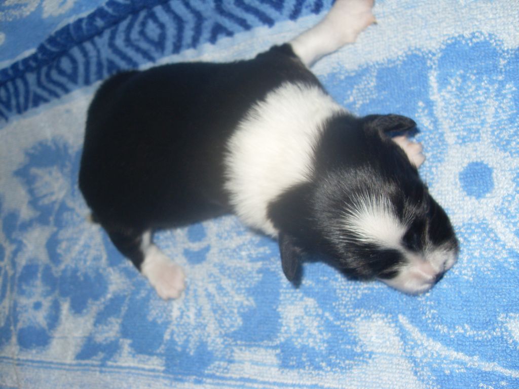 Veselyy Vedmedyk iz Hohlyandii