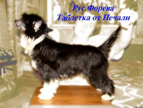 Rus Foreva Tabletka ot Pechali