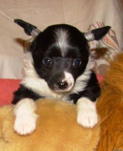 Rus Foreva Tolko dlya Tebya