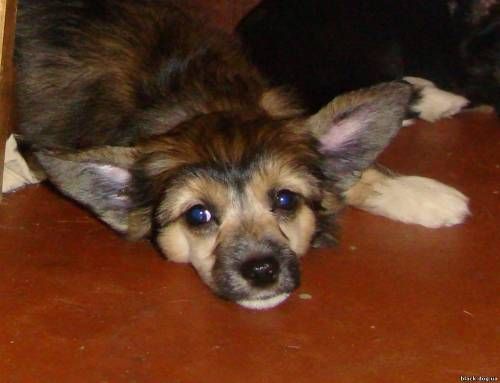 Rus Foreva Toje Paloma