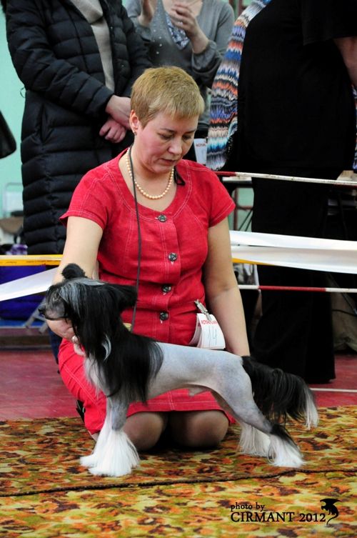 Kredo Festa Golden Falcon