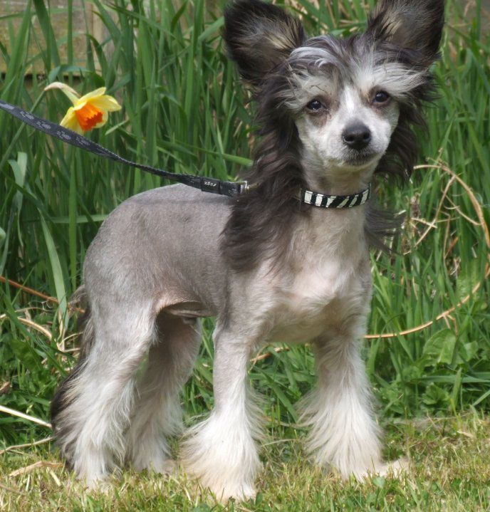 BridgetNAces Zorrotoo