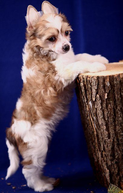 Olegro Katrin Clear-Clear Sky