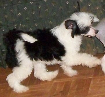 Mosaic's Candy Kisses