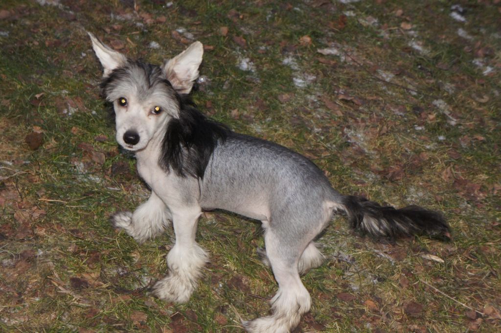 Ying Yang's Black Velvet