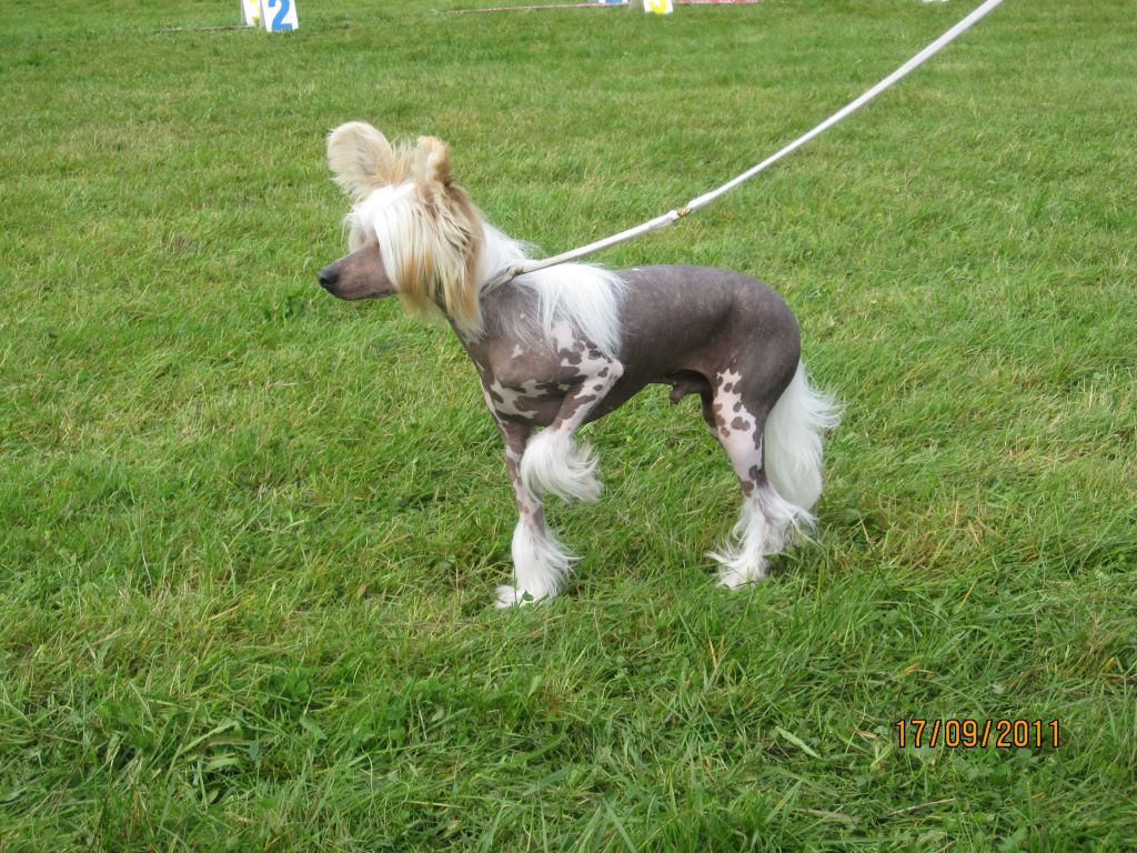 Dragon Moon Dance With The Flames